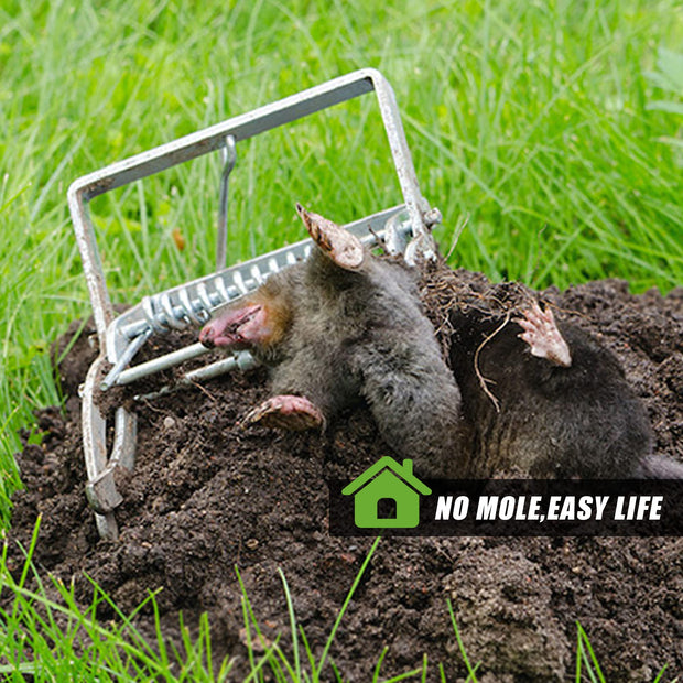 The Mole Rat Farm Rat Trap